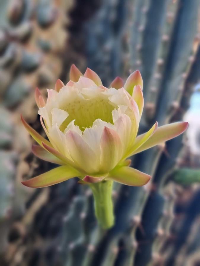 Apartment Cactus - Blooming Garden Kalamata