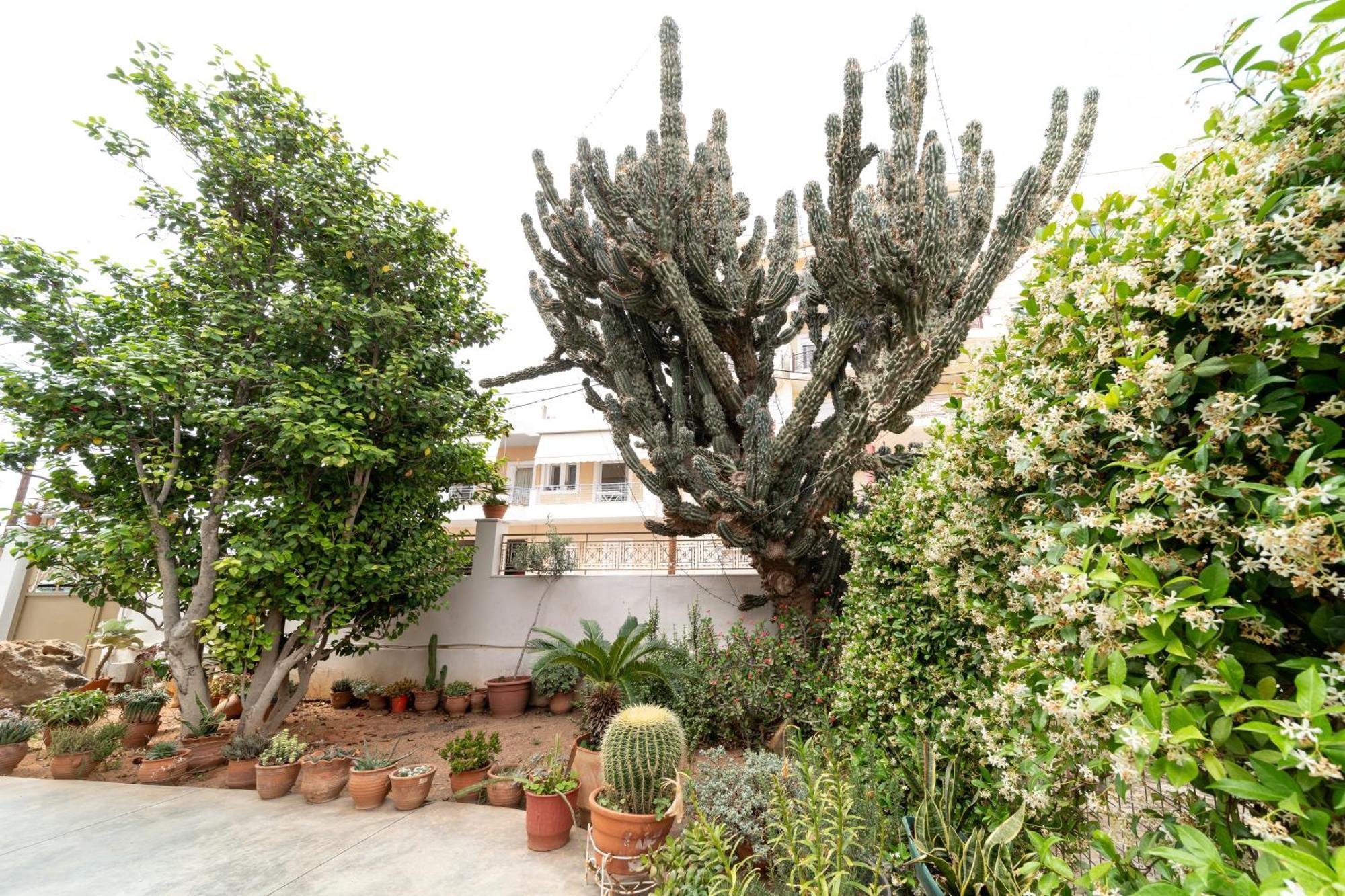 Apartment Cactus - Blooming Garden Kalamata